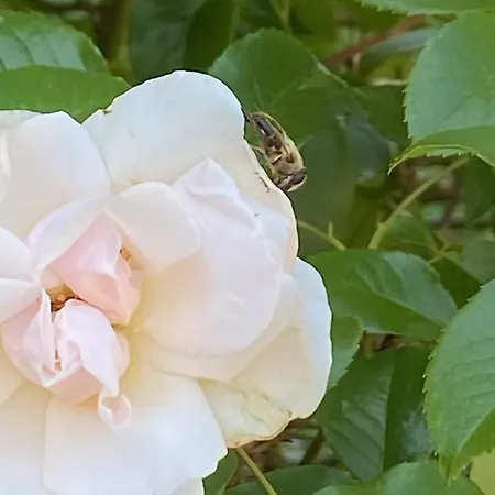 Bienvenue Du Cote De Chez Nous Avec Jardin Privatif *