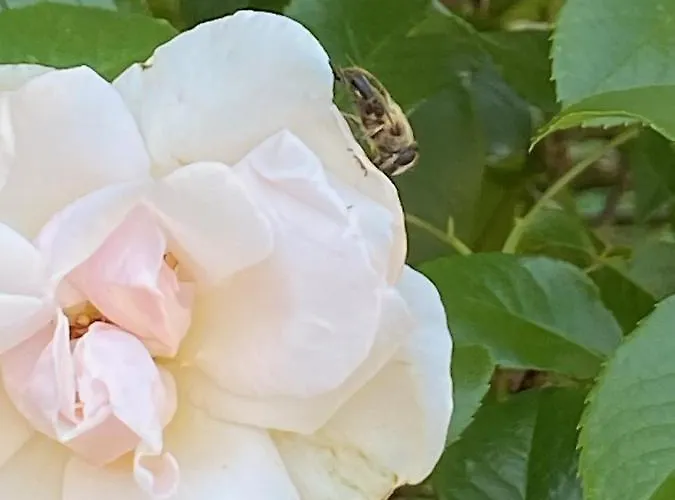 Bienvenue Du Cote De Chez Nous Avec Jardin Privatif *