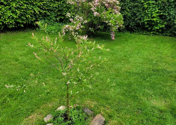 Bienvenue Du Cote De Chez Nous Avec Jardin Privatif Apartment